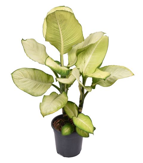 Dieffenbachia 'Tropic Marianne'