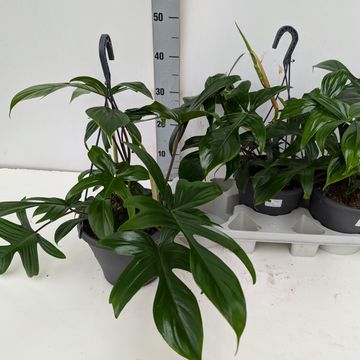 Philodendron FLORIDA GREEN