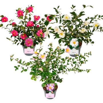 Camellia sasanqua MIX