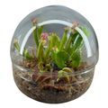 Composizione Carnivorous plants