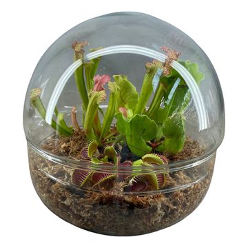 Järjestelyt Carnivorous plants