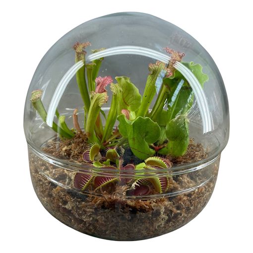 Composizione Carnivorous plants