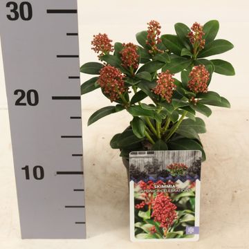 Skimmia japonica 'Celebrations'