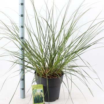 Cortaderia selloana 'Pumila'