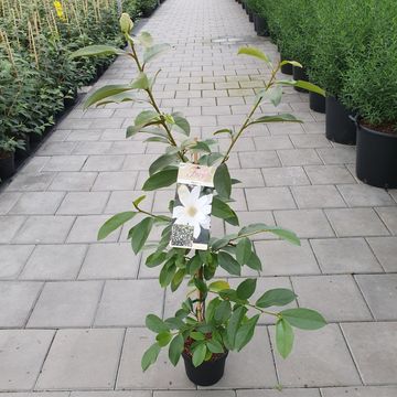 Magnolia FAIRY MAGNOLIA WHITE