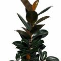 Ficus elastica 'Abidjan'