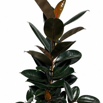 Ficus elastica 'Abidjan'