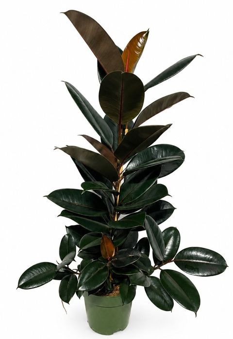 Ficus elastica 'Abidjan'