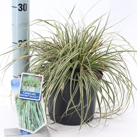 Carex oshimensis EVERCOLOR EVERCREAM