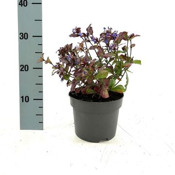 Ceratostigma plumbaginoides