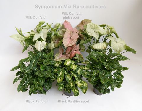 Syngonium MIX