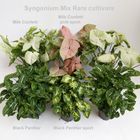 Syngonium MIX