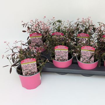Euphorbia hypericifolia 'Shades in Pink'