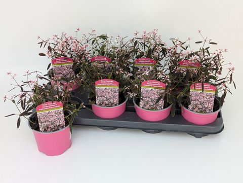 Euphorbia hypericifolia 'Shades in Pink'