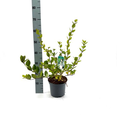 Lonicera fragrantissima