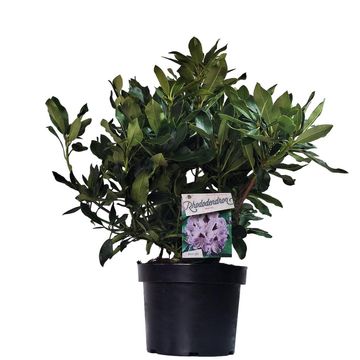 Rhododendron 'Blue Jay'