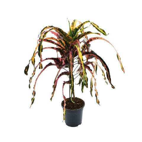 Codiaeum variegatum 'Dreadlocks'