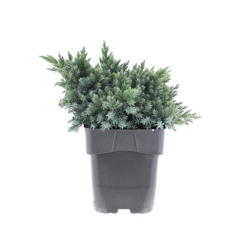 Juniperus squamata 'Blue Star'