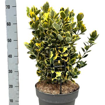 Euonymus japonicus MARIEKE