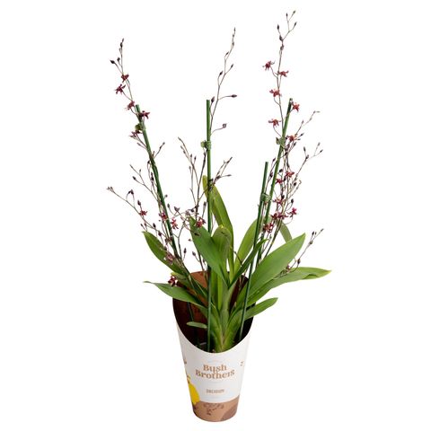 Oncidium 'Mercifull'