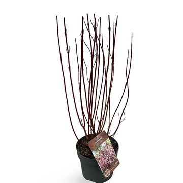 Cornus alba MIRACLE