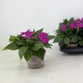 Impatiens SUNPATIENS PURPLE