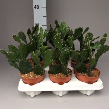 Opuntia jamaicensis