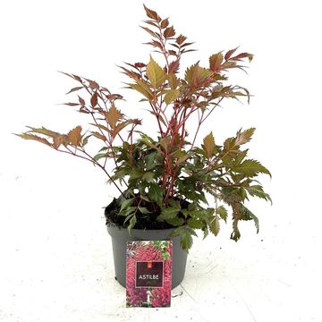 Astilbe 'Fanal'