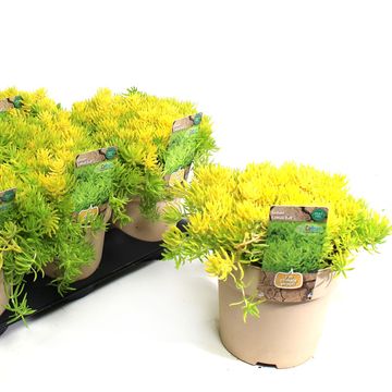 Sedum 'Lemon Ball'