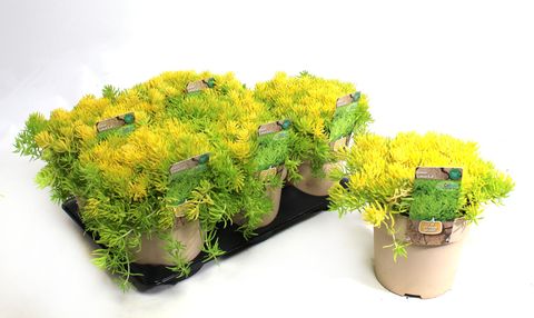 Sedum 'Lemon Ball'