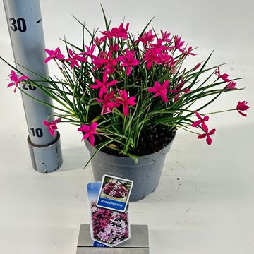 Rhodohypoxis 'Red Alert'