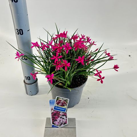 Rhodohypoxis 'Red Alert'