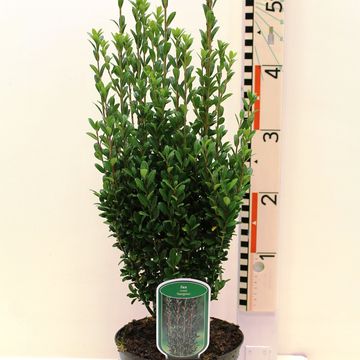 Ilex crenata 'Fastigiata'