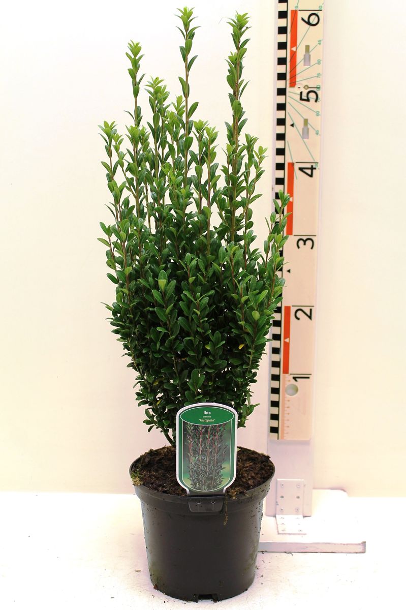 Ilex crenata 'Fastigiata' — Plant Wholesale FlorAccess