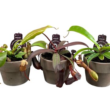 Nepenthes MIX