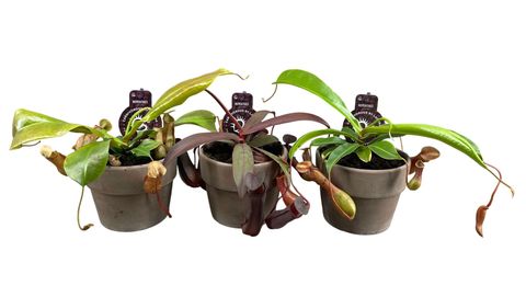 Nepenthes MIX