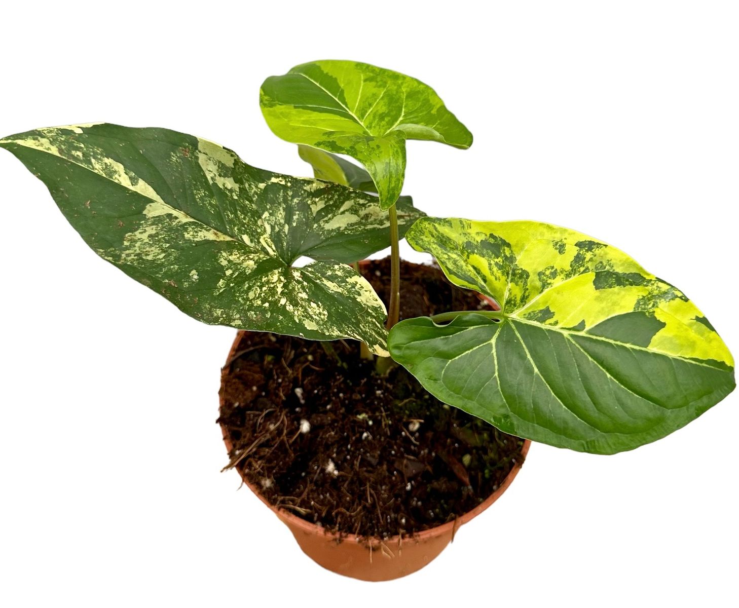 Syngonium AUREA — Plant Wholesale FlorAccess