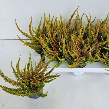 Calluna vulgaris SKYLINE DALLAS