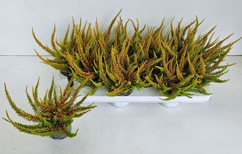 Calluna vulgaris SKYLINE DALLAS