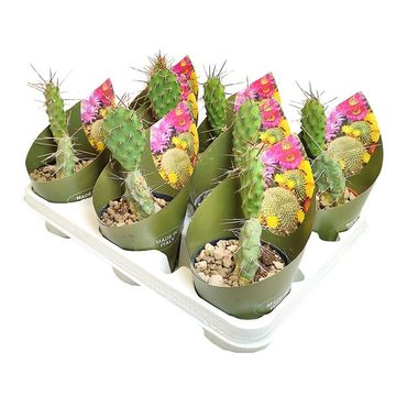 Opuntia sulphurea