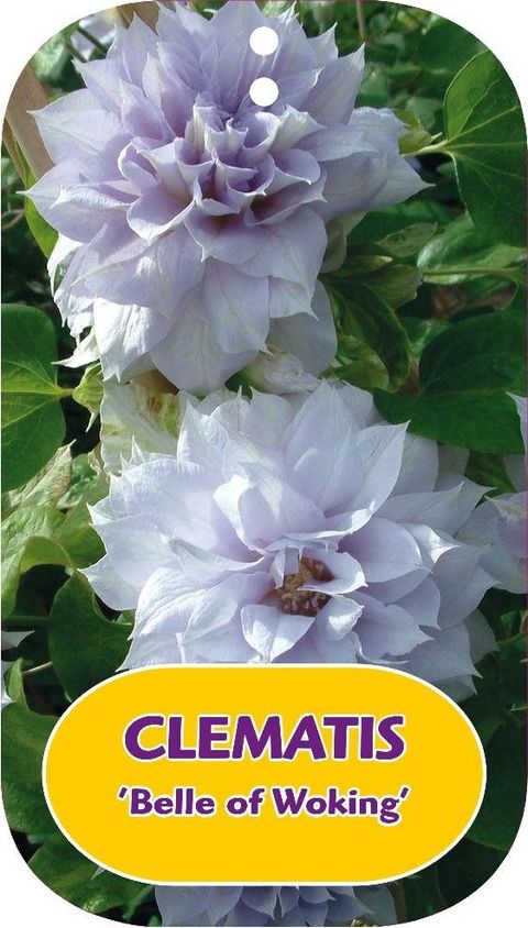 Clematis 'Belle of Woking' (EL)