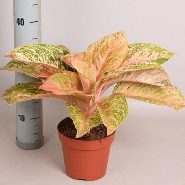 Aglaonema 'Bidadari'