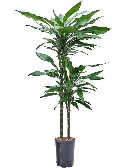 Dracaena fragrans 'Janet Lind'