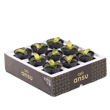 Sansevieria 'Star Canary'