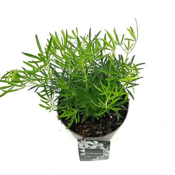 Choisya WHITE DAZZLER