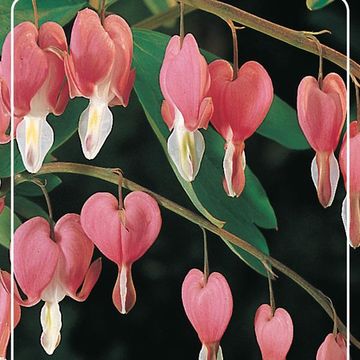 Dicentra spectabilis