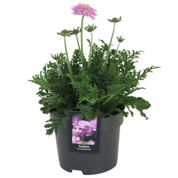 Scabiosa columbaria FLUTTER ROSE PINK