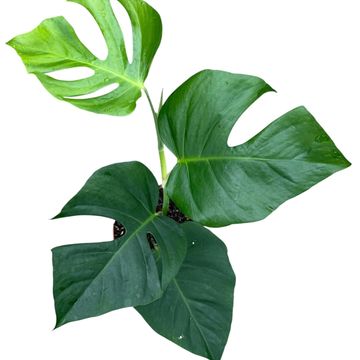 Monstera deliciosa 'Sierrana'