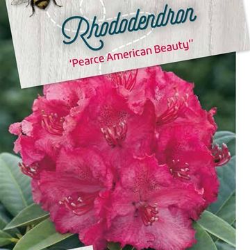 Rhododendron 'Пирсес Американ Бьюти'