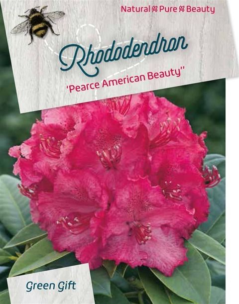Rhododendron 'Пирсес Американ Бьюти'